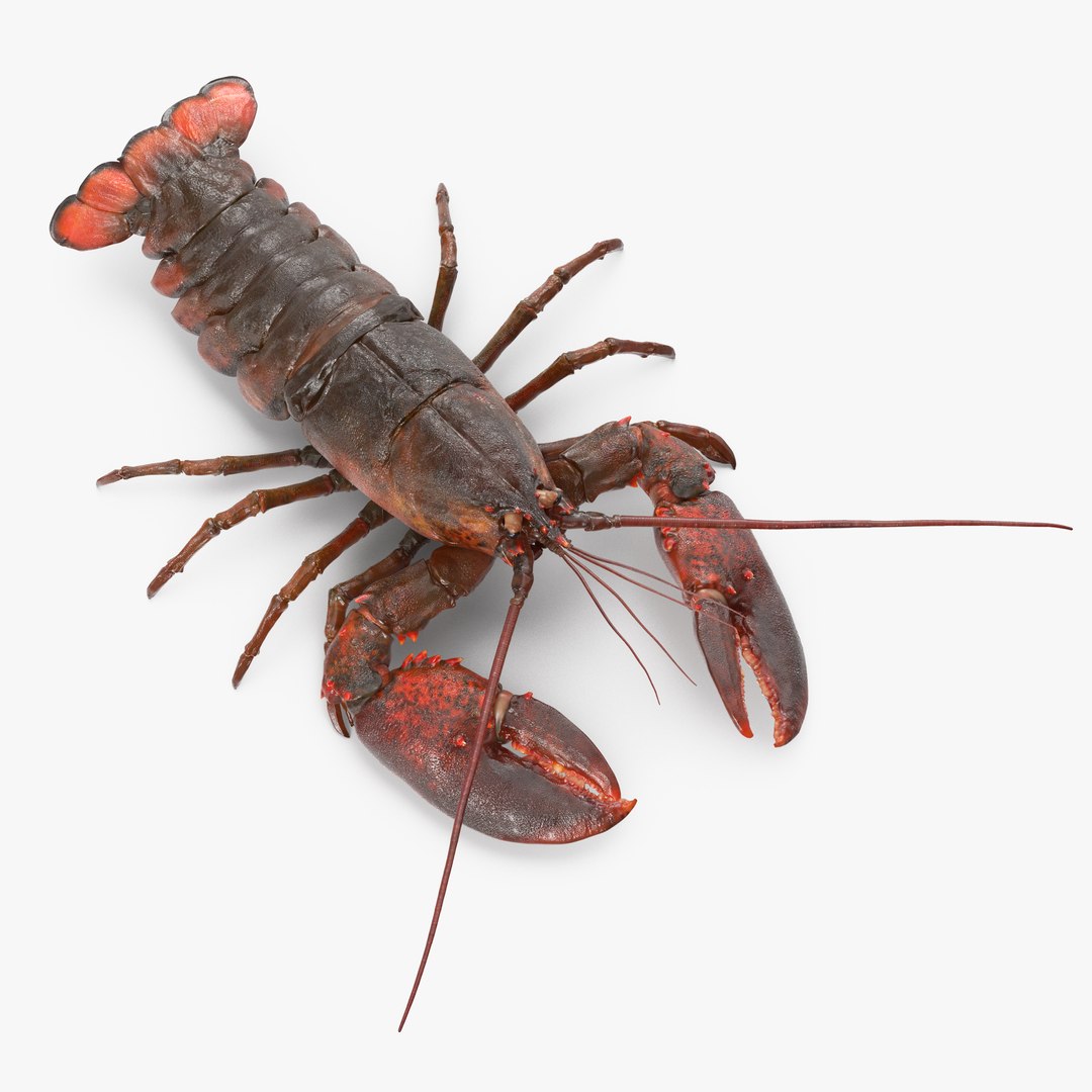 Lobster Pose 4 3D model preview