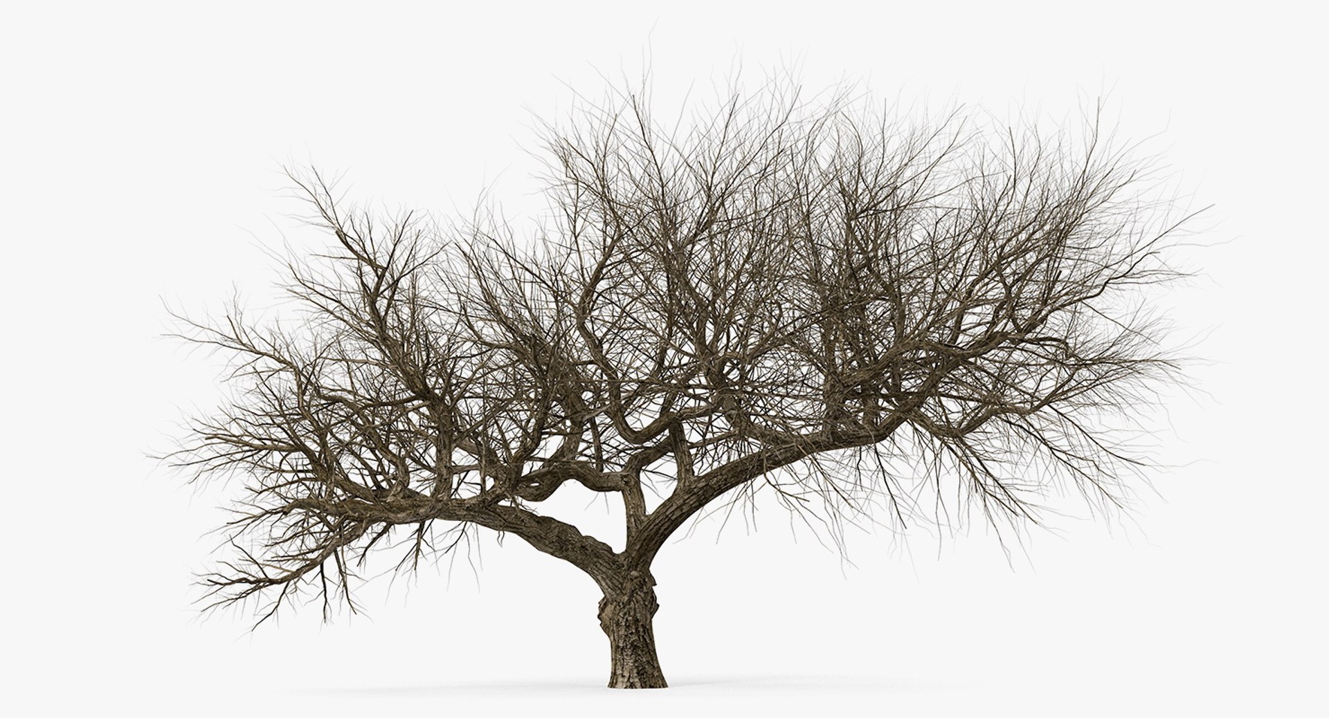 Old Winter Tree 3D model preview