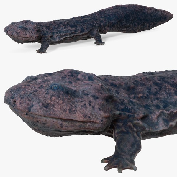 3D Salamander Dark