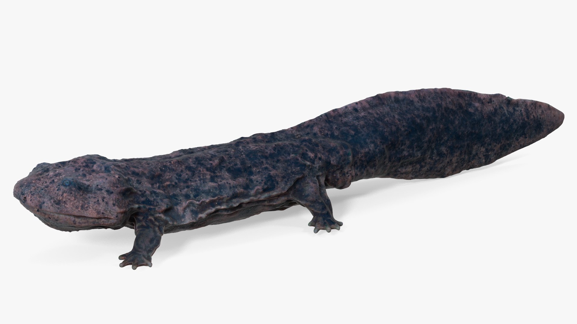 Salamander Dark 3D model preview
