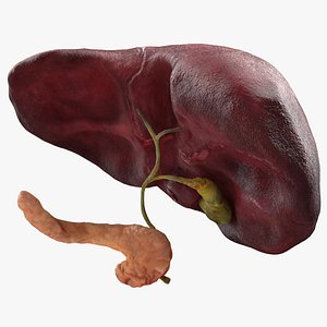 human liver pancreas gallbladder model