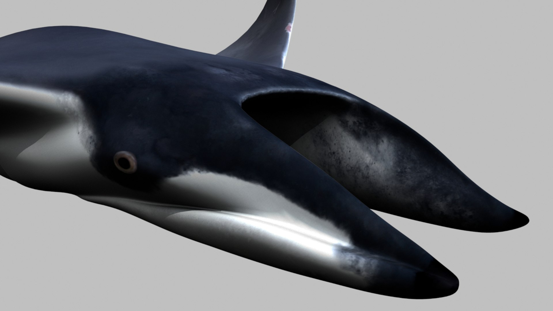 Mobula Animation Rig 3d Ma