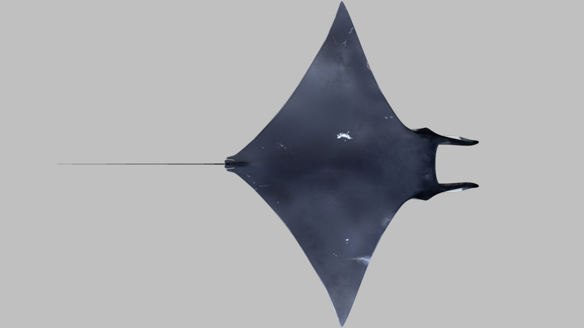 Mobula Animation Rig 3d Ma