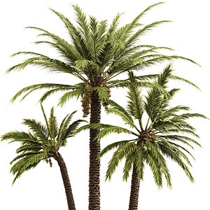 3D Date palm