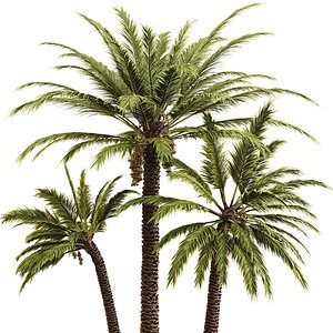 Date palm