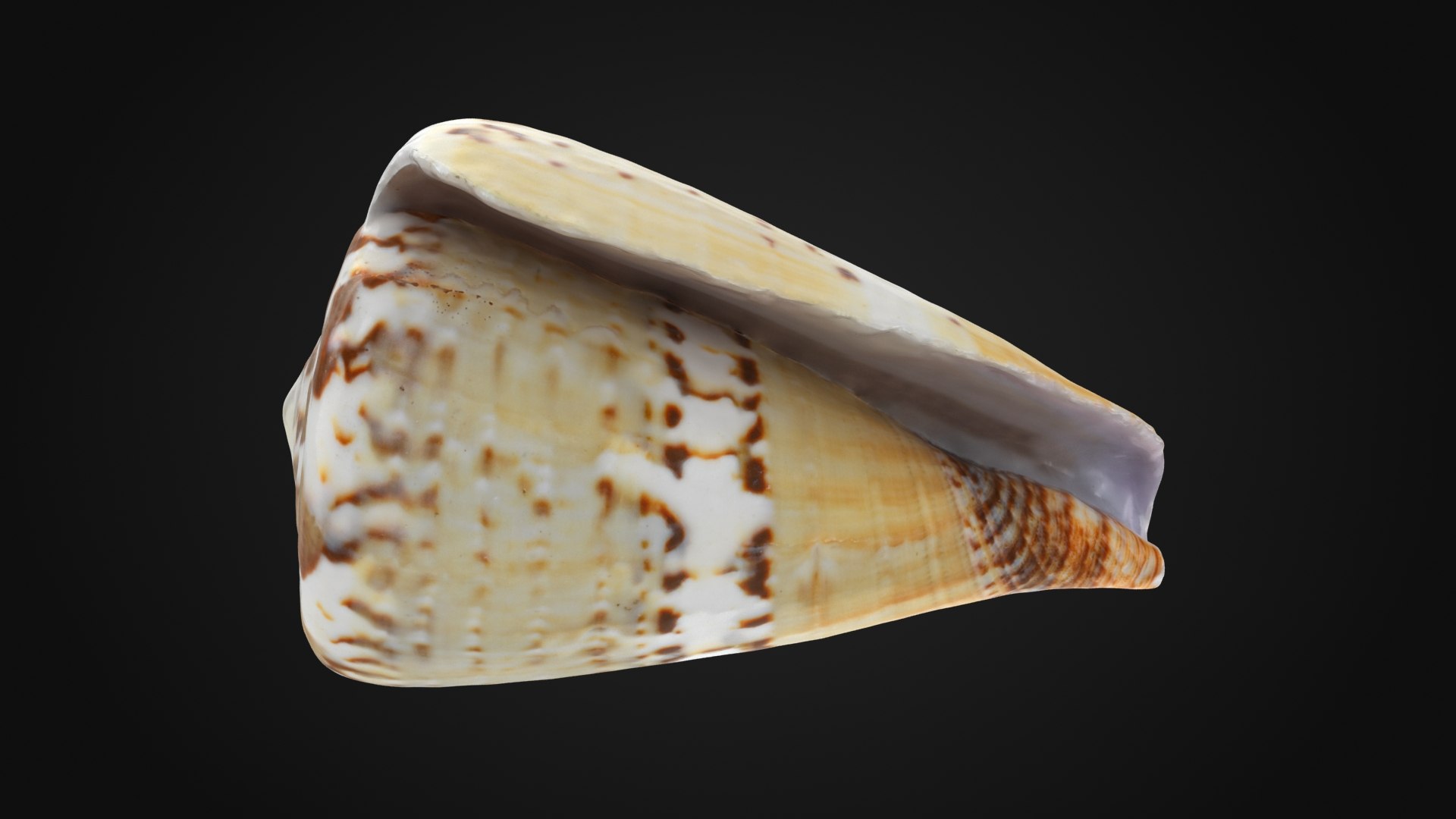 3D Seashells Collection 3 model https://p.turbosquid.com/ts-thumb/PU/bEIWSX/0x/conuscapitaneus_a0001/jpg/1689241853/1920x1080/fit_q87/f66424d904e064119a01424b75abb48cce14d7e8/conuscapitaneus_a0001.jpg