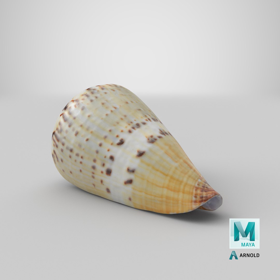 3D Conus Capitaneus https://p.turbosquid.com/ts-thumb/PU/bEIWSX/Ma/stemcell_maya_arnold_render/png/1691062359/1920x1080/fit_q87/c8e874f1ea094a47e085aa7029a4272c1b890986/stemcell_maya_arnold_render.jpg