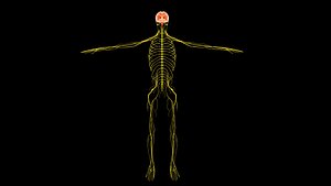 Nervous System with Brain