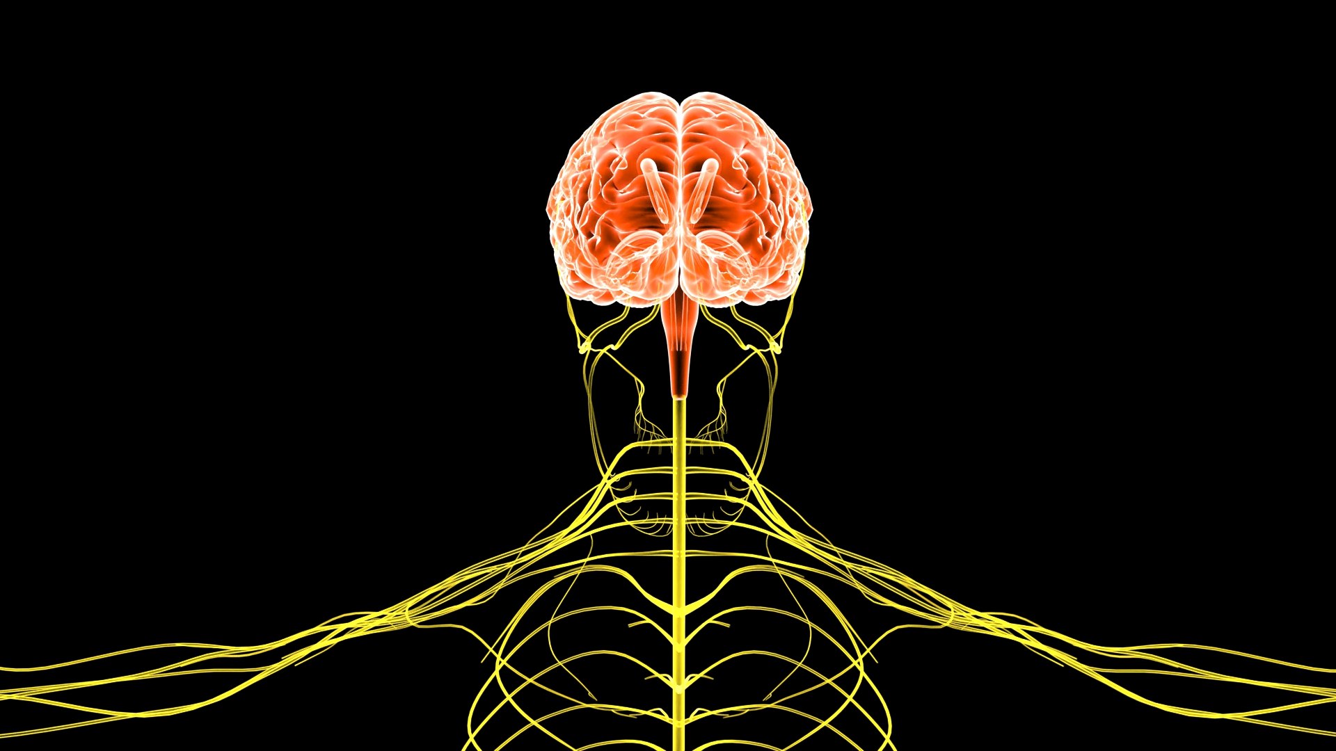 Nervous System With Brain 3D Model - TurboSquid 1834798
