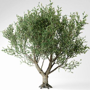 Olive tree