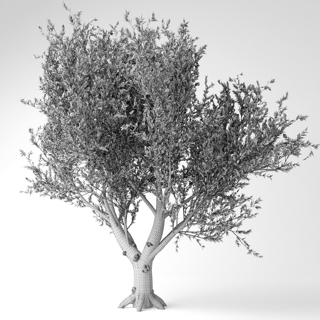 3D Olive Tree Model - TurboSquid 1708004