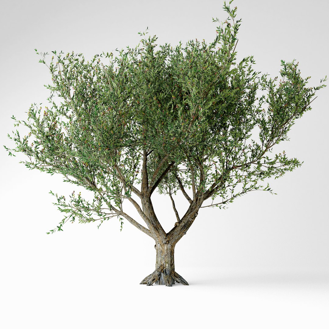 3D Olive Tree Model - TurboSquid 1708004