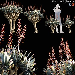 Aloe plicatilis 01 3D