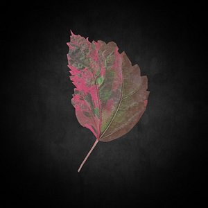 Low Poly Leaf 096