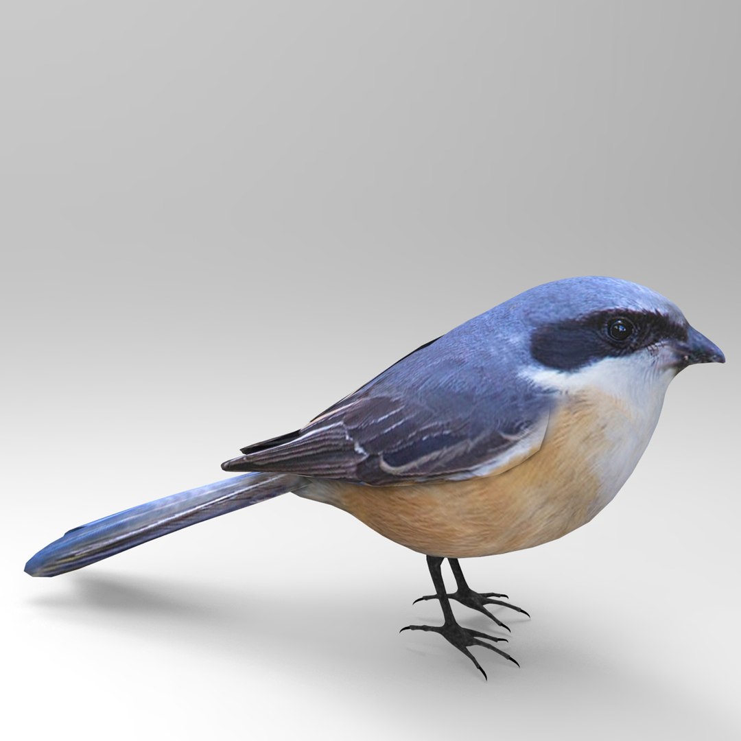 Grey Backed Shrike 3D Model - TurboSquid 1401148
