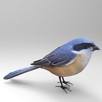 grey backed shrike