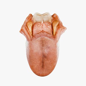 Tongue Anatomy Dorsum of tongue