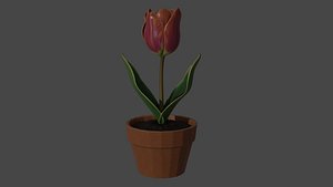 Tulip