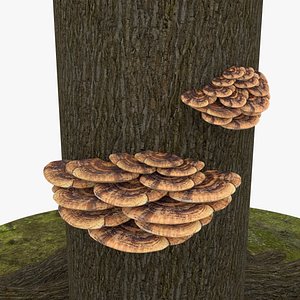 Bracket Fungus
