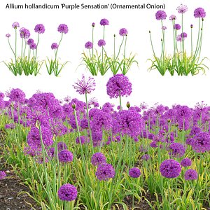 3D Allium hollandicum - Purple Sensation - Ornamental Onion 02