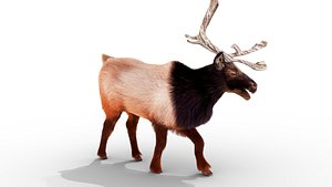 3D Fur RedReindeer Rigged Blender