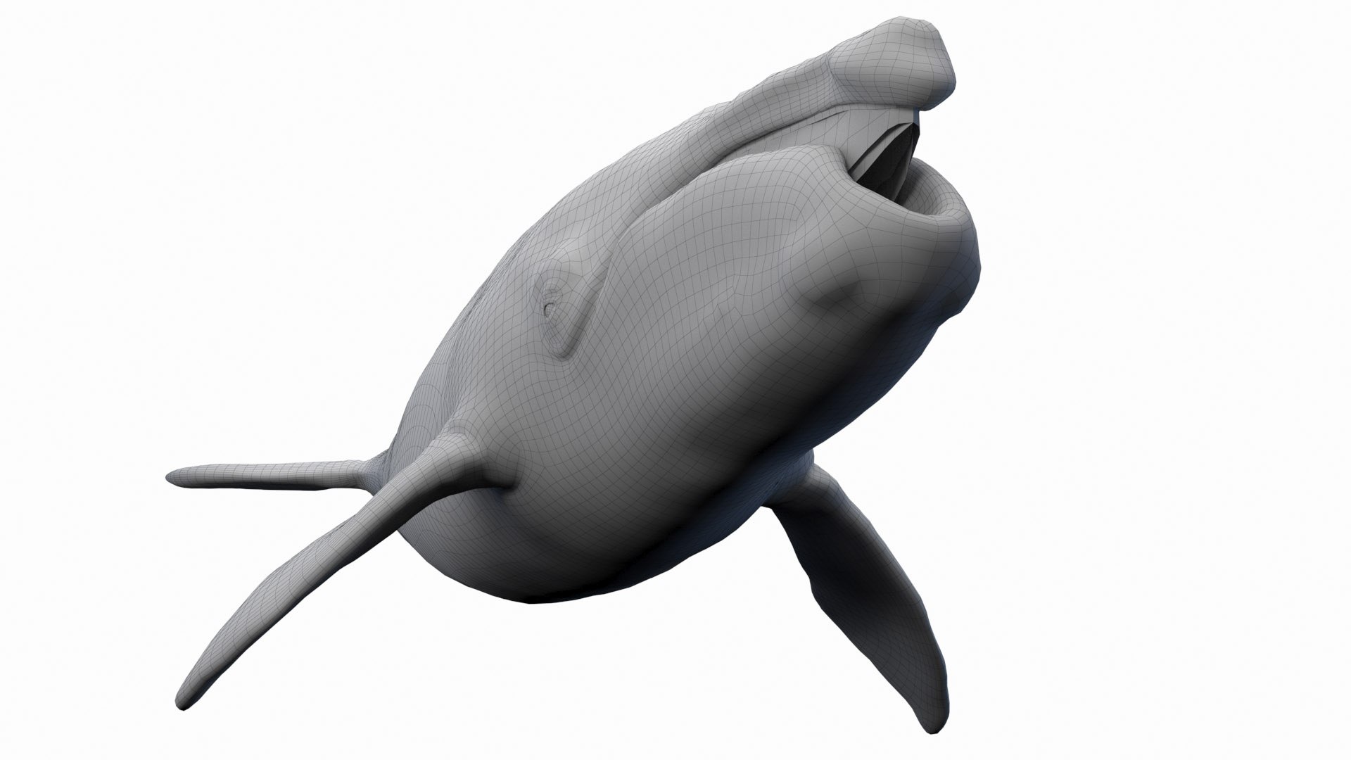 Right Whale Static 3D - TurboSquid 2006105