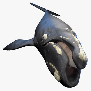 Right Whale Static 3D
