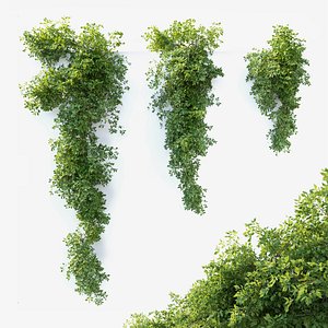 Hanging plant 11