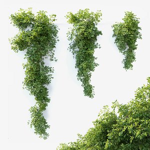Hanging plant 11