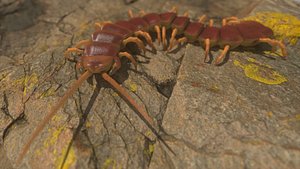 Centipede Rigged and Animated 3D model