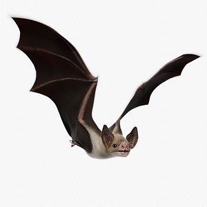 Vampire Bat ANIMATED
