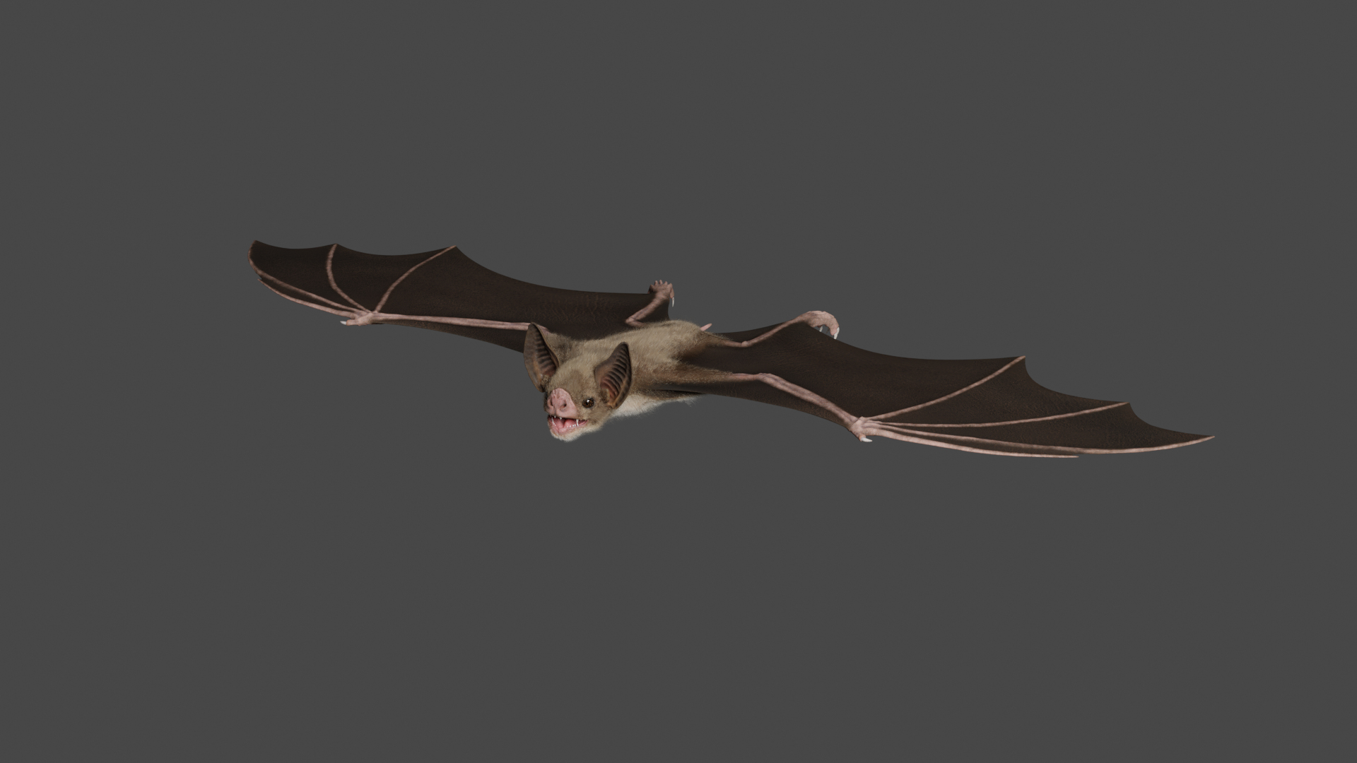 Realistic Vampire Bat Animations 3D Model - TurboSquid 1700904