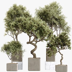 AV Indoor Plants Set 236 Mission Kalamata Leccino Arbequina Wilsonii Chemlali Olive model
