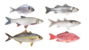 Fish Collection