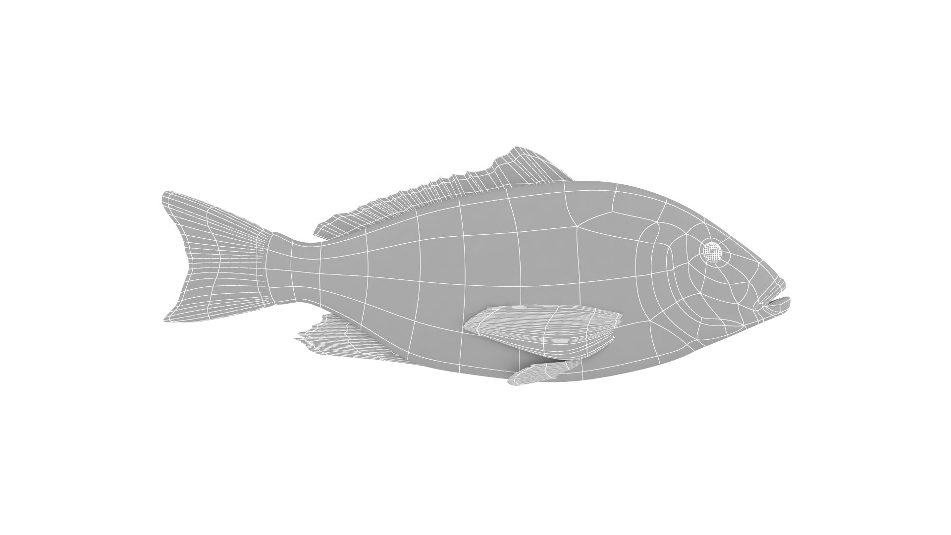 Fish Collection model - TurboSquid 1932291