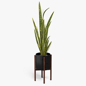Sansevieria Plant 8K PBR Textures