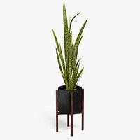 Sansevieria Plant 8K PBR Textures