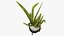 Sansevieria Plant 8K PBR Textures 3D model