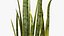 Sansevieria Plant 8K PBR Textures 3D model