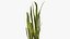 Sansevieria Plant 8K PBR Textures 3D model