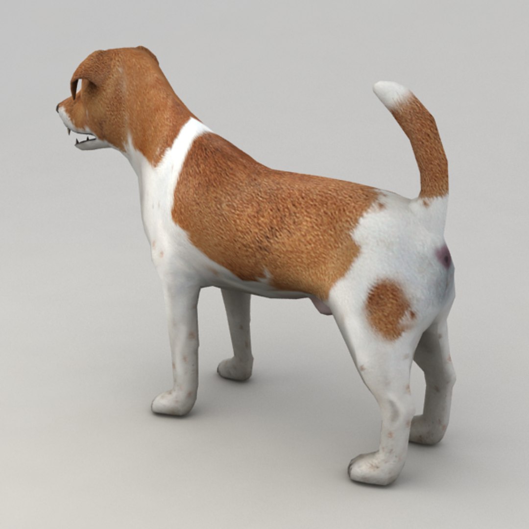 3d jack russell terrier https://p.turbosquid.com/ts-thumb/PW/7fmiFv/N74FJXCa/ter_v2/png/1348227711/1920x1080/fit_q87/84e93cac27e4f84bd41cbdc15d09f3f85924a6a4/ter_v2.jpg