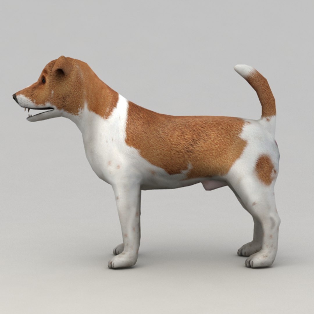 3d jack russell terrier https://p.turbosquid.com/ts-thumb/PW/7fmiFv/qbINHb6G/ter_v5/png/1348227711/1920x1080/fit_q87/0528a480044fa16f245c784cc81d83a68b55f0c9/ter_v5.jpg