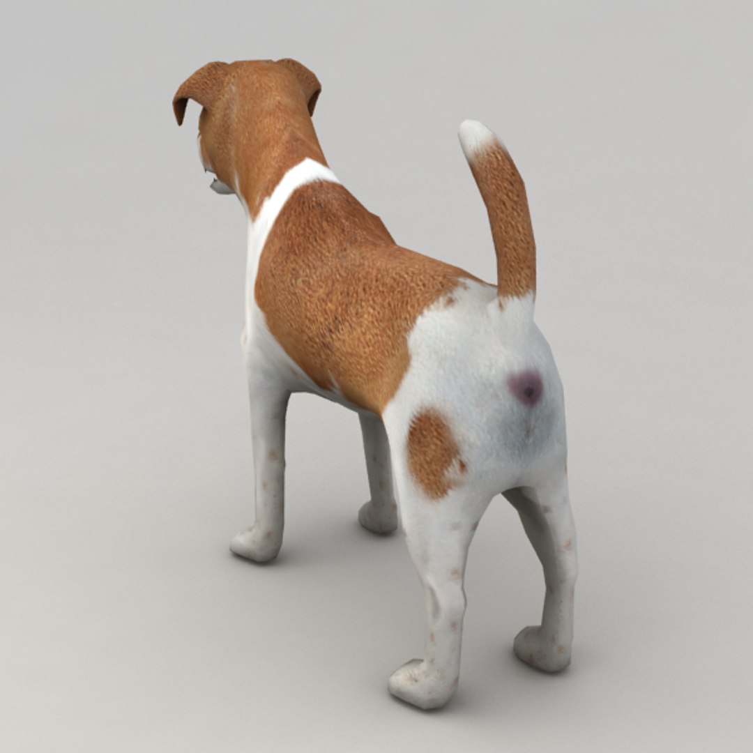 3d jack russell terrier https://p.turbosquid.com/ts-thumb/PW/7fmiFv/z1iZCoxe/ter_v3/png/1348227711/1920x1080/fit_q87/9626dcfb86c75a2023995b1bf39dd3aaceb14d26/ter_v3.jpg
