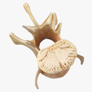 Kangaroo Red Necked Wallaby Lumber Vertebrae L3