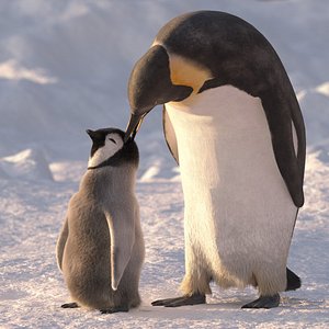 Emperor Penguins Group
