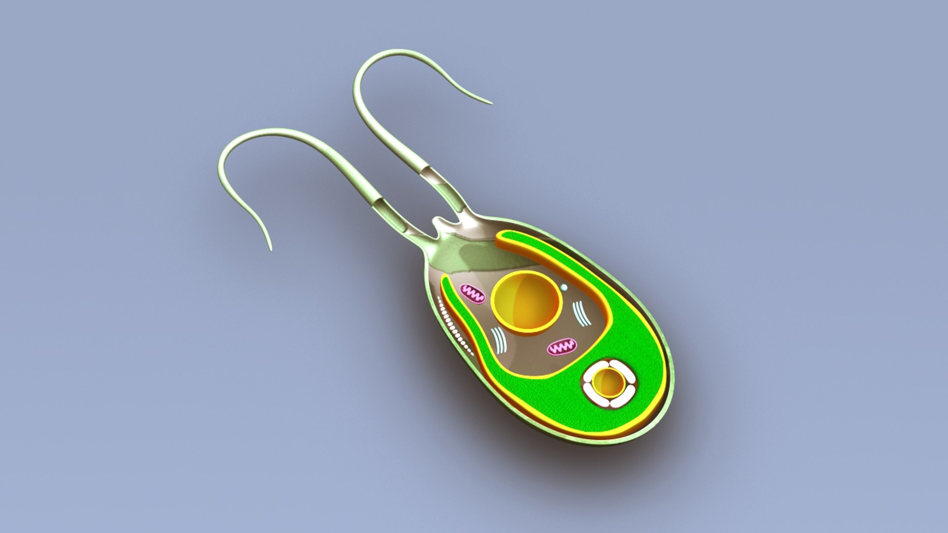 Algae Structure 3d Model