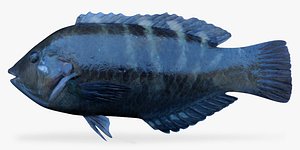 3d model banded wrasse