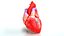 Human Heart Anatomy with Cross Section