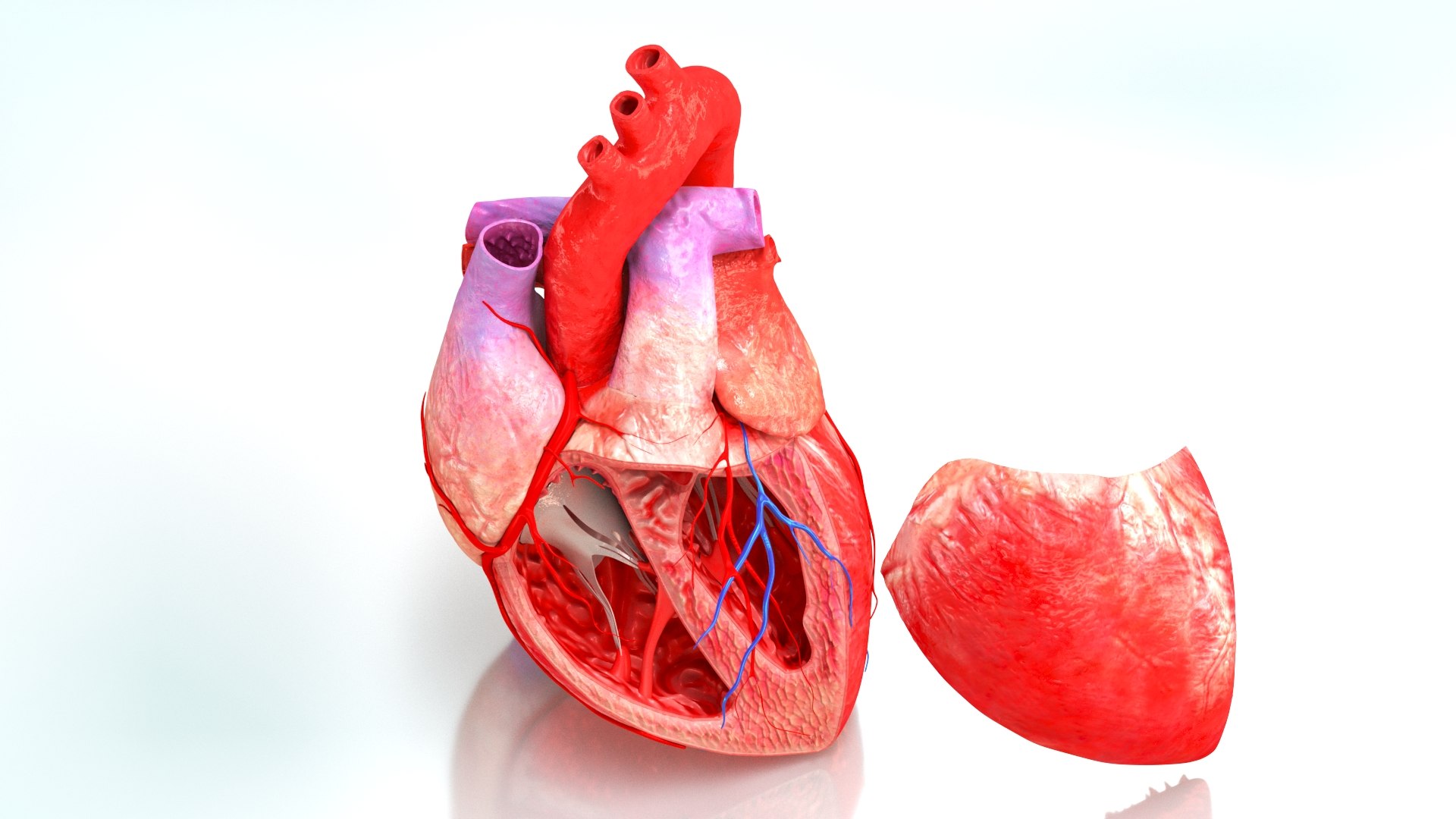 3D Human Heart Anatomy with Cross Section https://p.turbosquid.com/ts-thumb/PW/crR9po/84/humanheartanatomy0005/jpg/1622572236/1920x1080/fit_q87/7d5a16baafce1c6eec71f77e5771166404df2d83/humanheartanatomy0005.jpg
