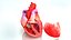 Human Heart Anatomy with Cross Section